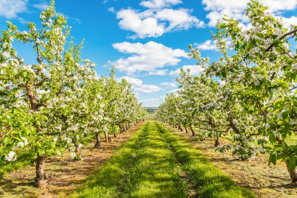 Annapolis Valley Apple Blossom Festiv