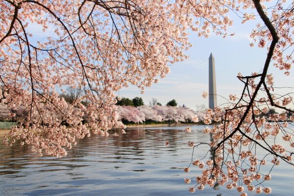 Washington, D.C. - National Cherry Blossom Festiva